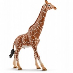 Girafa, Mascul
