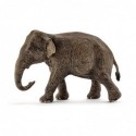 Elefant Asiatic, Femela